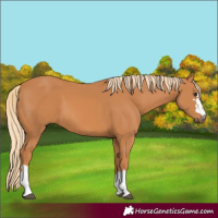 Horse Color:Chestnut 