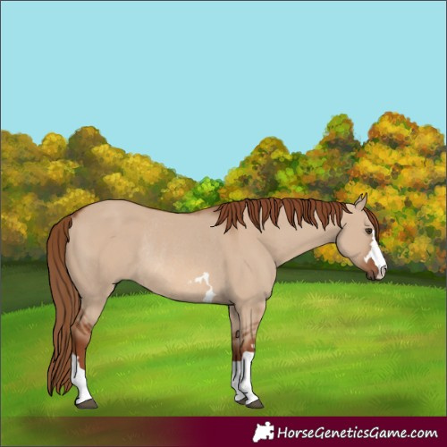 Horse Color:Red Dun Rabicano