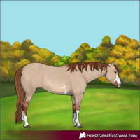 Horse Color:Red Dun Rabicano