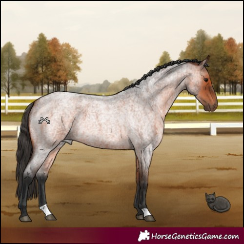 Horse Color:Bay Roan 