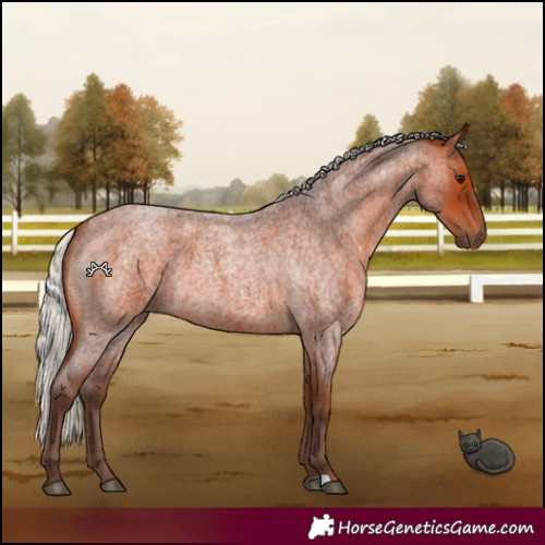 Horse Color:Silver Bay Roan 