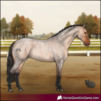 Horse Color:Bay Roan Dun 