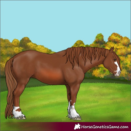 Horse Color:Chestnut 