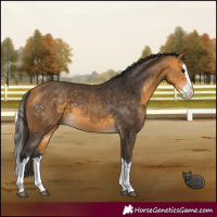 Horse Color:Buckskin Splash 