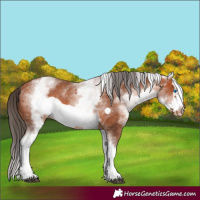 Horse Color:White Spotted Bay Splash Frame Appaloosa 