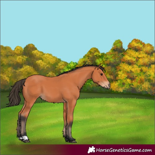 Horse Color:Bay 