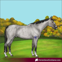 Horse Color:Grullo Roan 