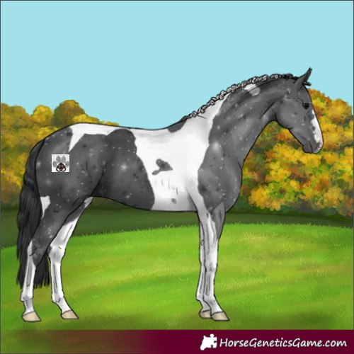 Horse Color:Black Tobiano 