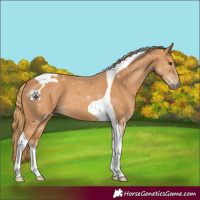 Horse Color:Chestnut Tobiano 