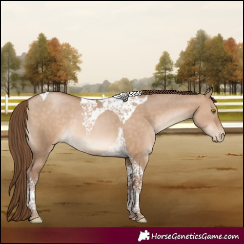 Horse Color:Brown Pearl Dun Tobiano Rabicano 