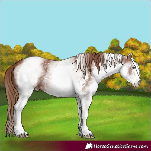 Horse Color:White Spotted Chestnut Sabino