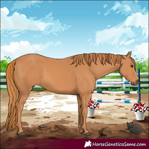 Horse Color:Chestnut 
