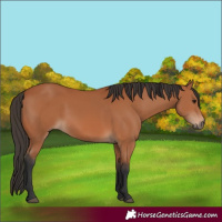 Horse Color:Bay 