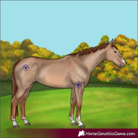 Horse Color:Red Dun 