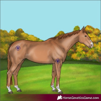 Horse Color:Chestnut 