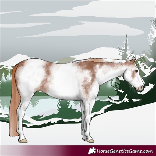 Horse Color:White Spotted Chestnut Sabino 
