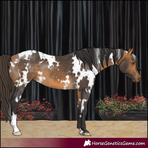 Horse Color:White Spotted Buckskin 