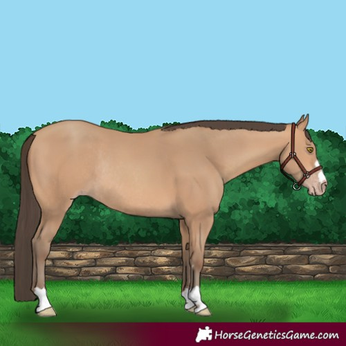 Horse Color:Amber Champagne Rabicano 