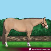 Horse Color:Amber Champagne Rabicano 