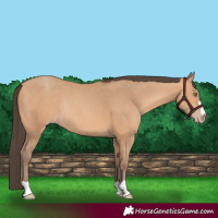 Horse Color:Amber Champagne Rabicano