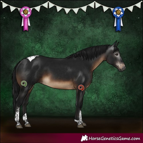 Horse Color:Gray Brown Sabino Tobiano 