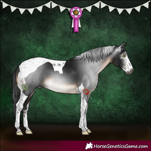 Horse Color:Gray Brown Sabino Tobiano 