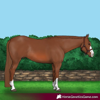 Horse Color:Chestnut Rabicano 