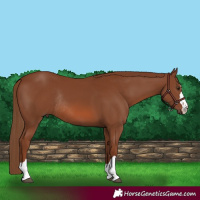 Horse Color:Chestnut Rabicano 