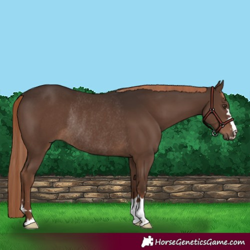 Horse Color:Liver Chestnut Rabicano 