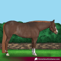 Horse Color:Liver Chestnut Rabicano 