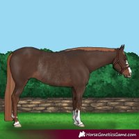 Horse Color:Liver Chestnut Rabicano 