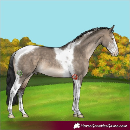 Horse Color:Brown Dun Sabino Tobiano 