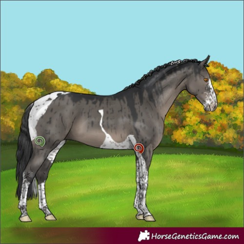Horse Color:Grullo Sabino Tobiano Brindle 