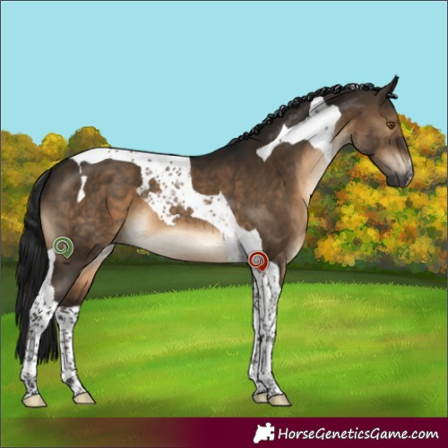 Horse Color:Gray Brown Dun Tobiano 