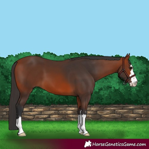 Horse Color:Bay 