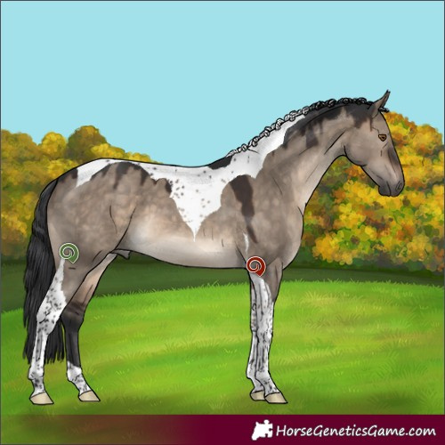 Horse Color:Brown Dun Tobiano 