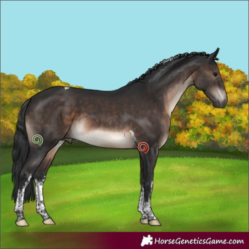 Horse Color:White Spotted Brown Tobiano 