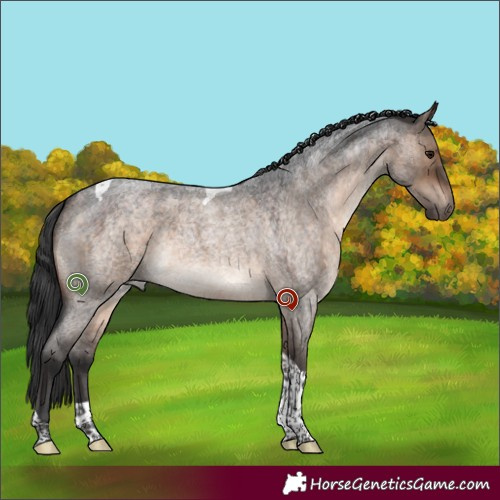 Horse Color:Brown Roan Dun Tobiano 