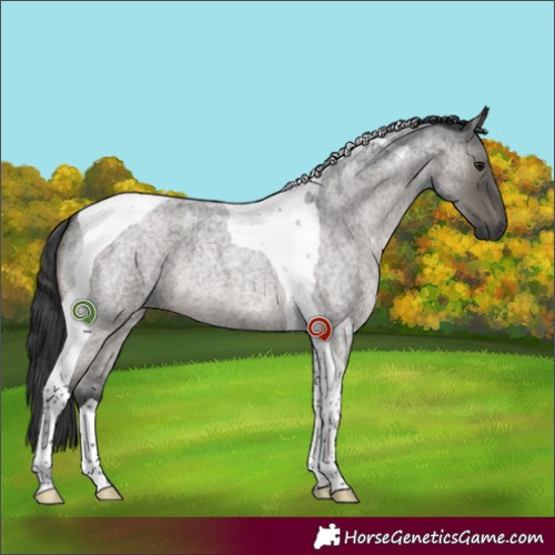 Horse Color:Grullo Roan Tobiano 