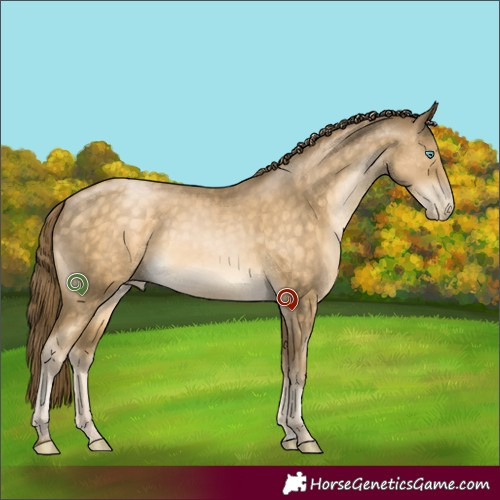 Horse Color:Buckskin Pearl Sabino 