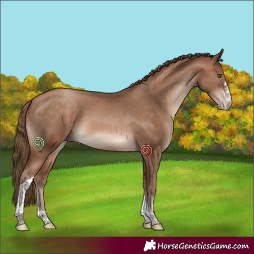 Horse Color:Brown Pearl Sabino Tobiano 