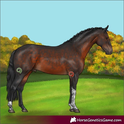Horse Color:Brown Sabino Tobiano 