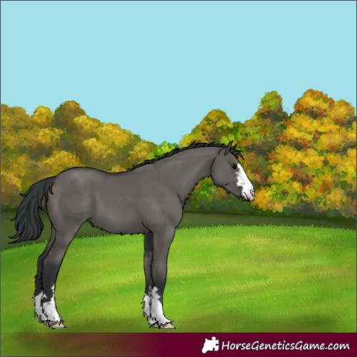 Horse Color:Grullo 