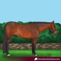 Horse Color:Bay Rabicano 