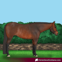 Horse Color:Bay Rabicano 
