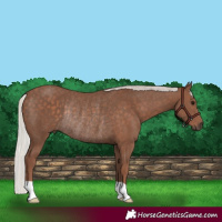 Horse Color:Silver Black Rabicano 