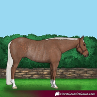 Horse Color:Silver Black Rabicano 