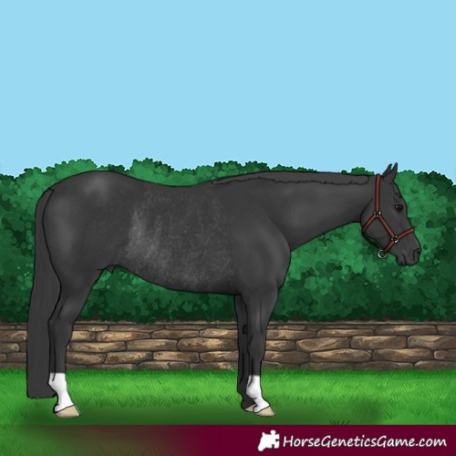 Horse Color:Black Rabicano 