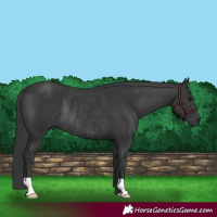 Horse Color:Black Rabicano 