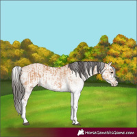 Horse Color:White Spotted Bay Dun Splash and White Spotted Bay Dun Splash